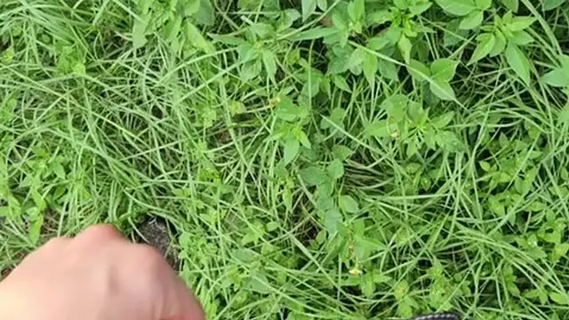 Pissing in the sun ???? and cumming in the garden ???????? I′m becuming adickted to pee porn!